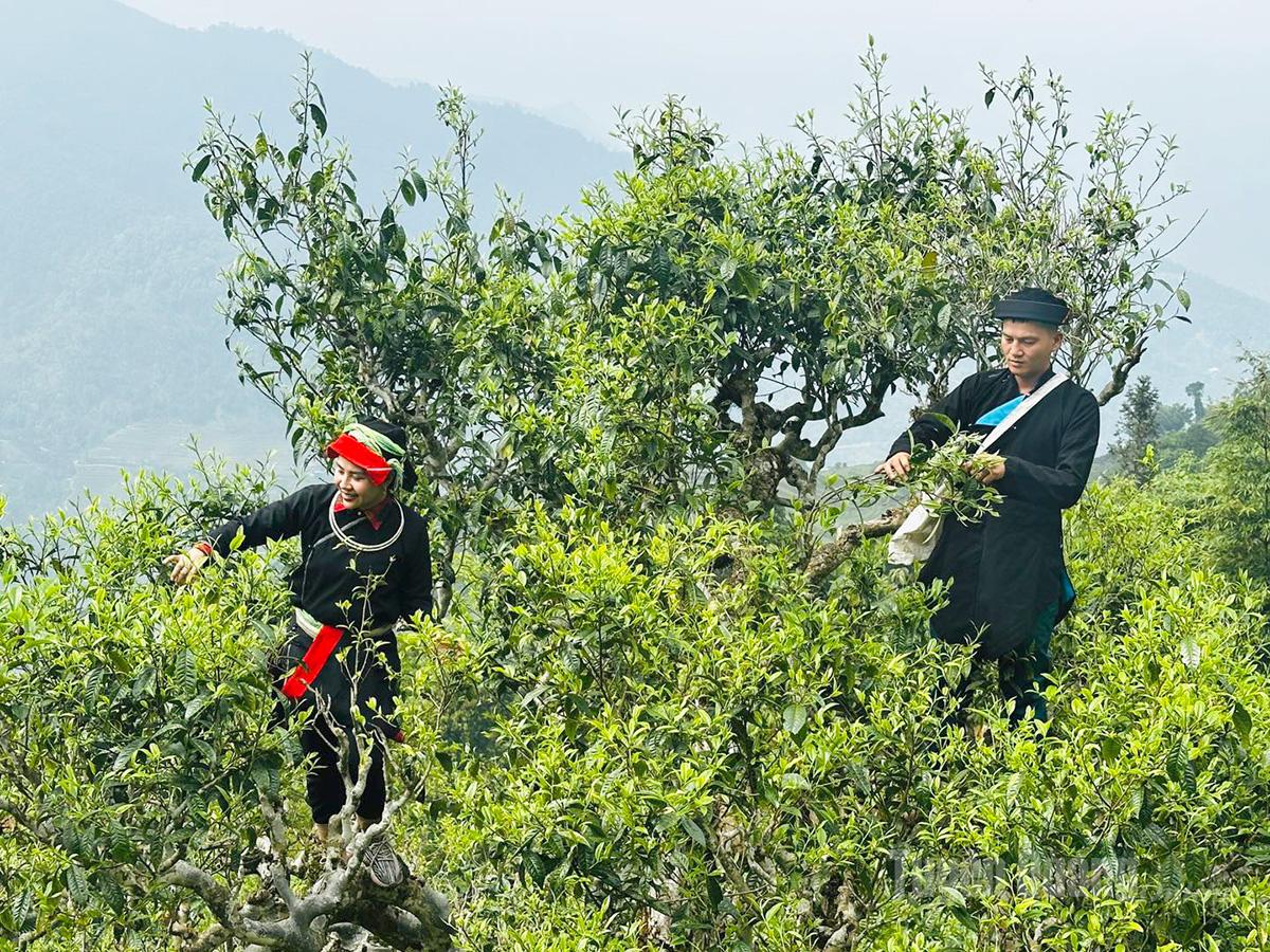 Bản Xà Phìn có gì đẹp mà khiến dân mê xê dịch say lòng?