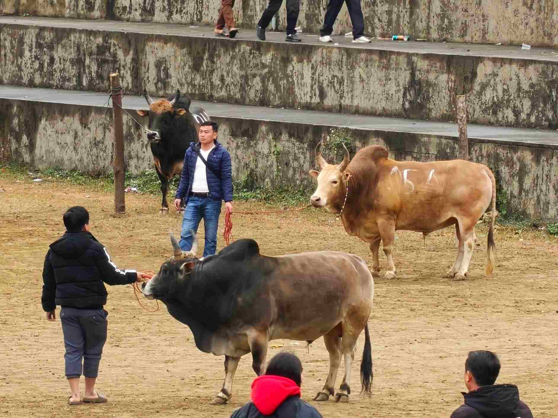 Lễ hội chọi bò Bảo Lâm: tìm hiểu ngày hội vùng cao